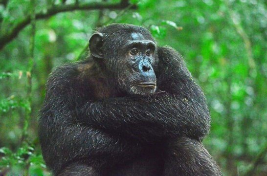 Uganda Primate Trekking Tours by MJ Safaris