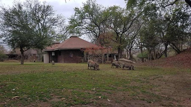 Warthogs at Idube. 