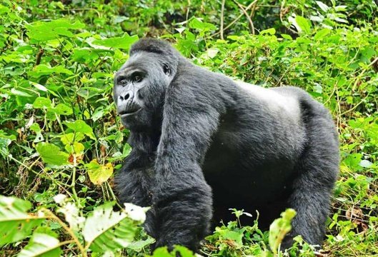 Mountain Gorilla Trekking safari by MJ Safaris Uganda