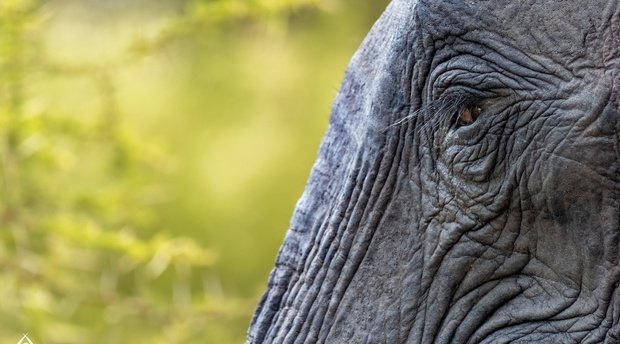 Close up of an African elephant