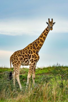 A giraffe towering over the savannah plains.