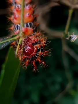 Tagoropsis flavinata - a spectacular caterpillar found around St Lucia.