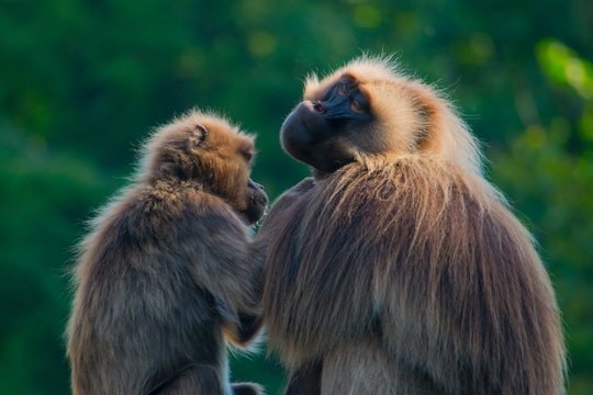 Simien mountain national park; Breath taking views and home for an Gelada Baboon