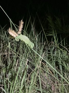 Chameleons on Night Drive at Makakatana Bay Lodge in iSimangaliso Wetland Park