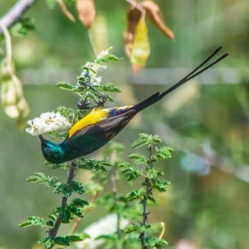 Nile Valley Sunbird, bird watching ethiopia
