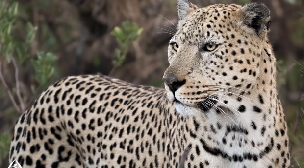 Pale Male leopard