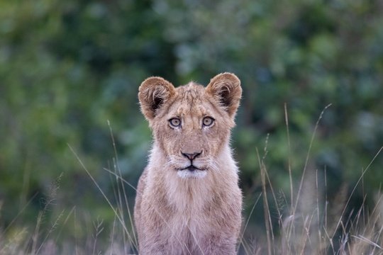 Lion cub staring at the camera