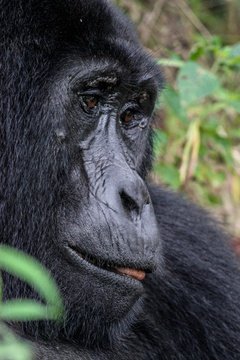 A mountain gorilla in Buhoma, Bwindi Impenetrable National Park, Uganda 