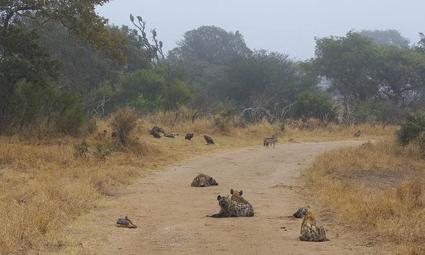 Roadblock! Hyenas and Jackals near the Elephant carcass. 