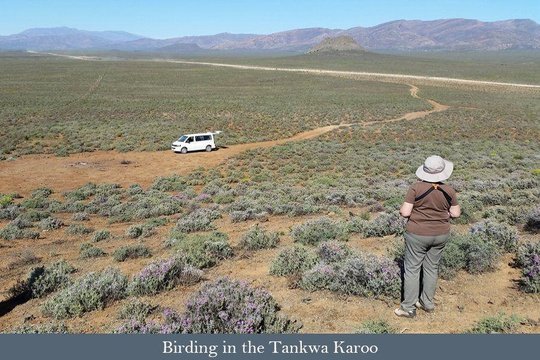 A birding day trip into the Tankwa Karoo