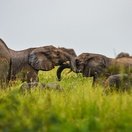 Elephants in Murchison Falls National Park, Uganda