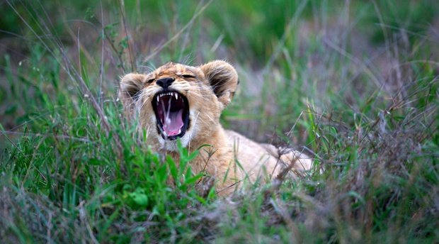 A tired lion cub yawns in the grass