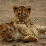 Wildlife Encounters, Lions, Safari and Game Lodge South Africa, Family Holidays