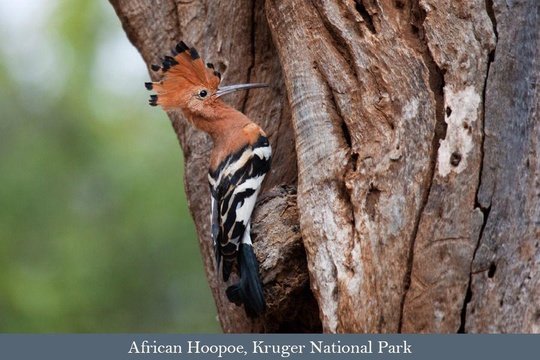 African Hoopoe at nest hole