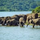 Elephants on the Kazinga Channel, Queen Elizabeth National Park, Uganda