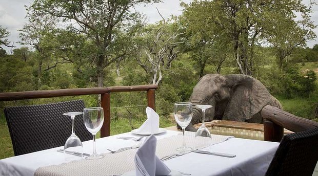 Elephant and private dining table, Idube Game Reserve. 