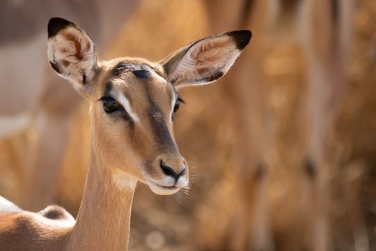 A beautiful female impala