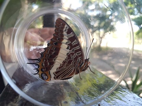 Charaxes brutus Natalensis moth in iSimangaliso Wetland Park