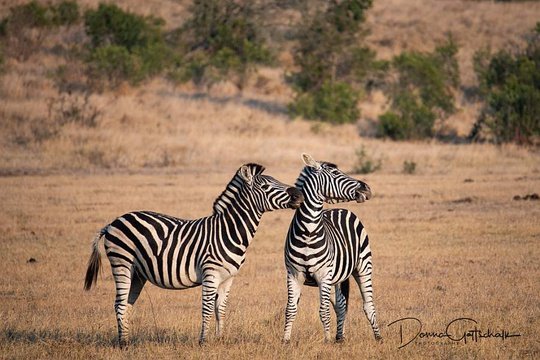 Plains Zebras, Sabi Sands, by Donna Gottschalk. 