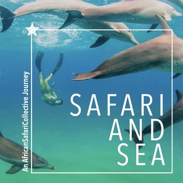 safari and sea or bush and beach safari and game lodge experiences in south africa