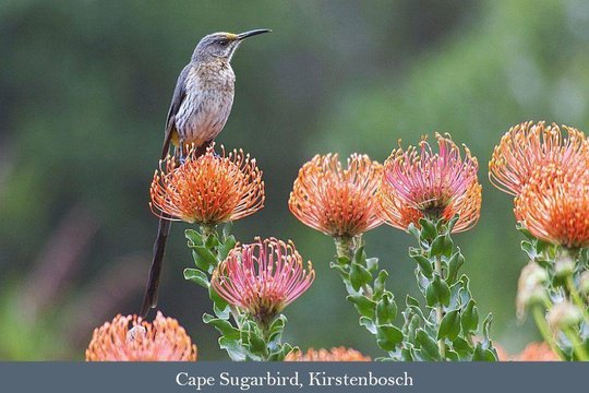 Cape Sugarbird, Kirstenbosch National Botanical Gardens seen on a Bird Watching Tour