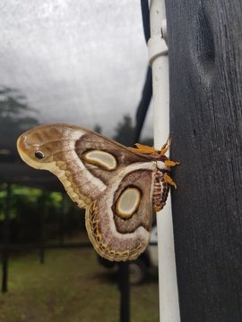 Beautiful (Epiphora mythimnia) white ringed Atlas moth in our carpark at Makakatana Bay Lodge