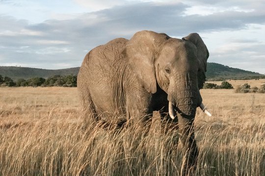 Elephant Care Association of South Africa, ECASA, Image by El Carito via Unsplash