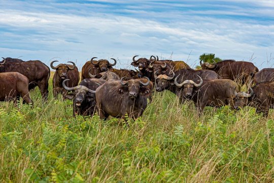 Buffalo cautiously inspecting their visitors, Uganda. 