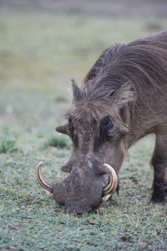 Warthog grazing on the plains of Lake Mburo National Park, Uganda