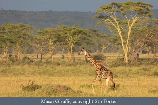 Masai Giraffe at Ndutu