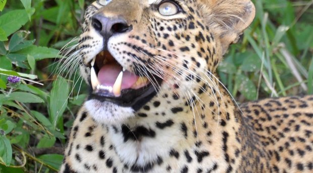 Leopard in South luangwa in green season, pic by sabine rozestraten
