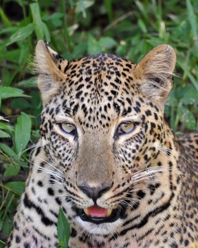 Leopard lying in the bush in green season