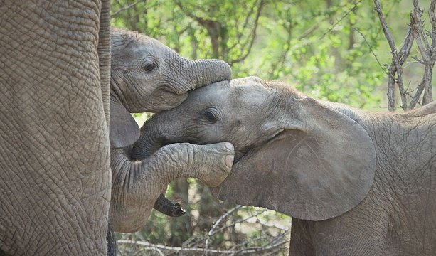 Baby elephants embracing on safari at Klaserie Drift