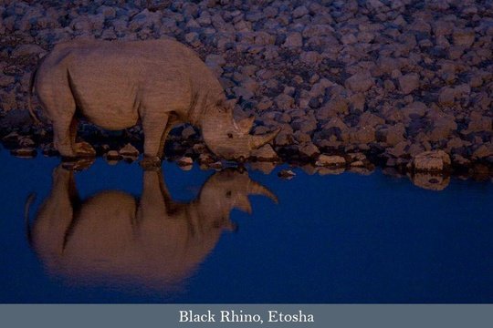 Black Rhino drinking after sunset