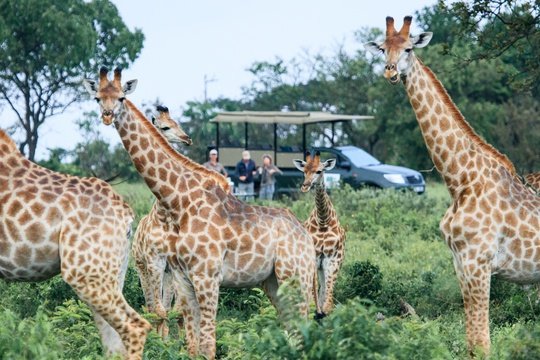 Game Drive for Family Safari Holiday at Makakatana Bay in KZN, South Africa.