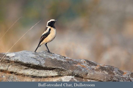 Buff-streaked Chat, Dullstroom day tour