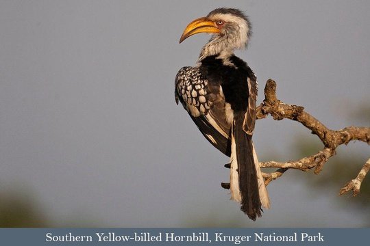 Southern Yellow-billed Hornbill preening