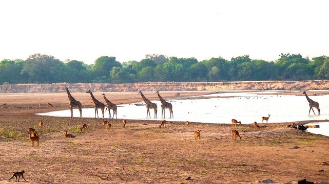 Crossing of giraffes at the Msandile camp
