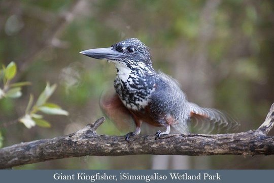 Giant Kingfisher seen on a boat tour
