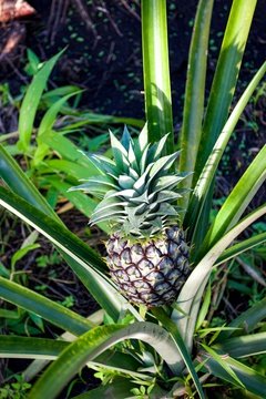 A pineapple plant growing a tasty fruit in Uganda. 