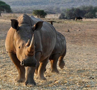 Rhino - Kruger National Park is only a 20-minute drive from Chestnut Country Lodge in Hazyview, Mpumalanga