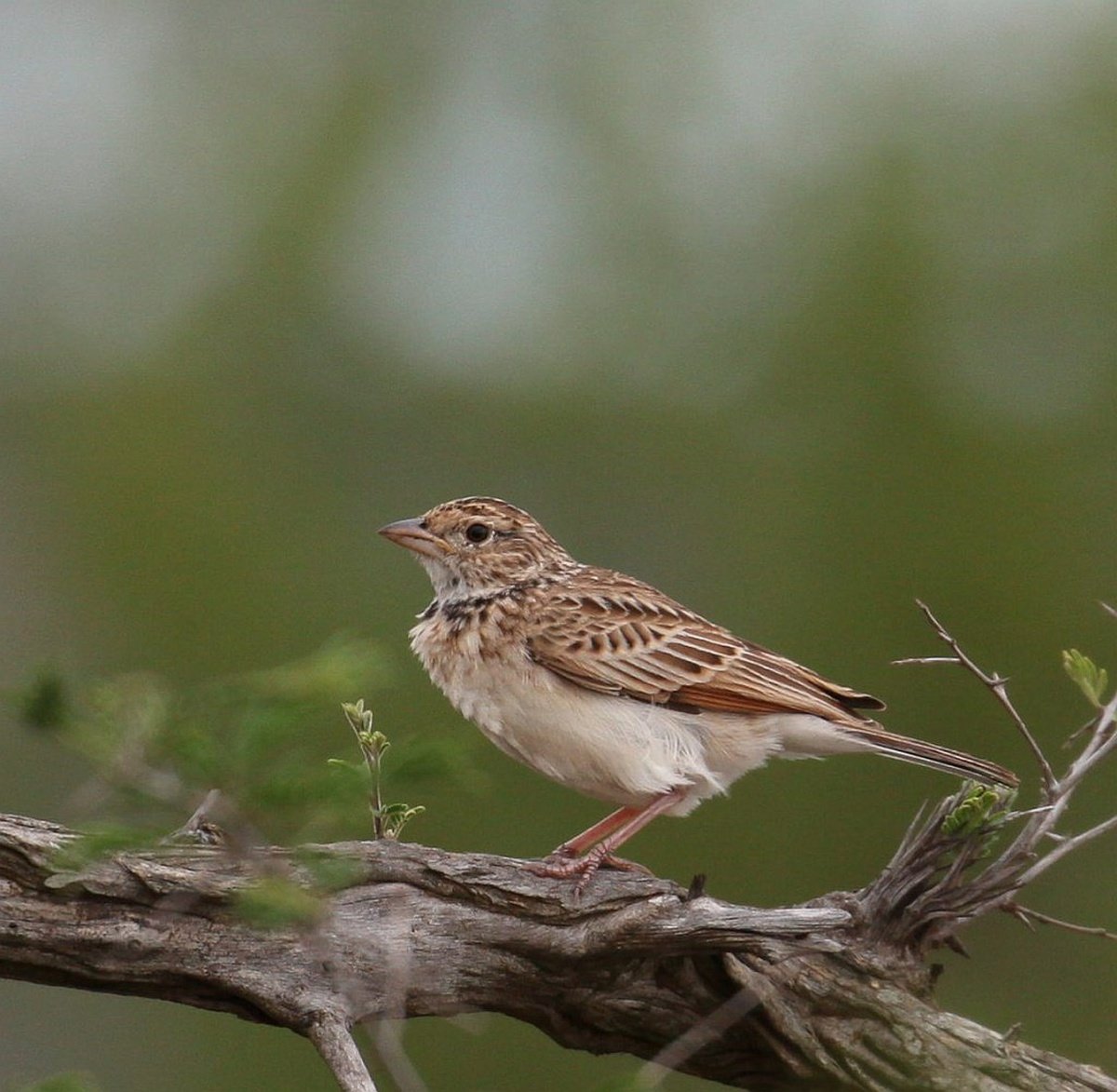 Birding Tours: The Larks of Southern Africa