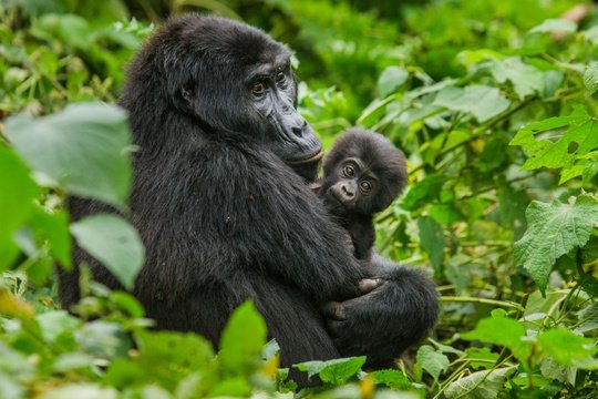 Mother and baby mountain gorillas spotted on a gorilla trekking trip in Bwindi Impenetrable National Park