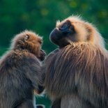 Simien mountain national park; Breath taking views and home for an Gelada Baboon