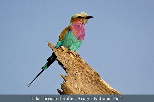 The stunning Lilac-breasted Roller