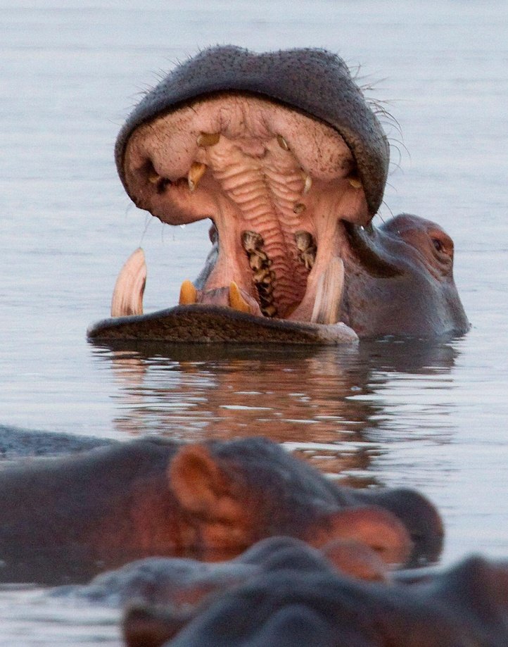 Hippopotamus in Makakatana Bay - iSimangaliso