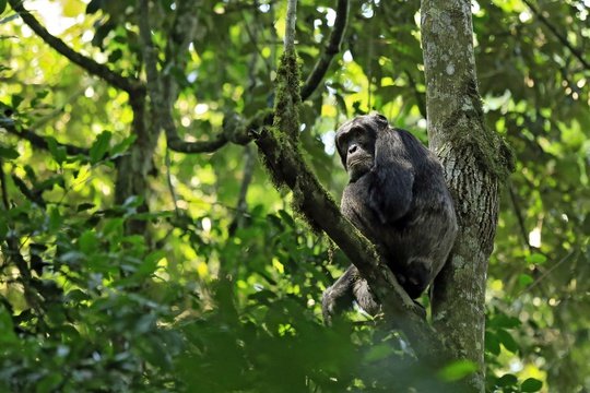 Chimpanzee spotted on chimp trekking in Kibale National Park, Uganda