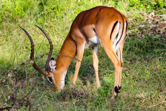 An impala in Lake Mburo National Park, Uganda