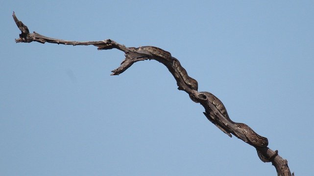 The Snake on a Stick seen on the second safari in May 2016