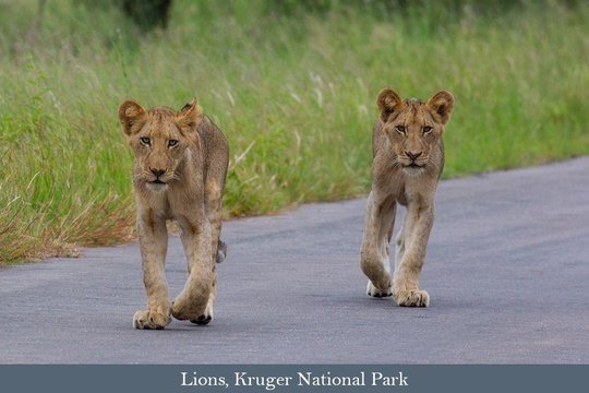 Lions, part of Kruger's impressive overall wildlife